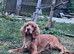 Cocker spaniels