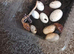 Crested baby geckos