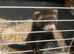 8 week old ferrets