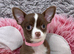 Chihuahua puppies