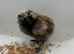 Day old silkie chicks