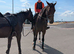 Mother Daughter share Thoroughbred