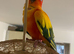 Baby sun conure