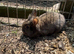 Lion head lops