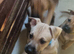 Blue collar (bull herder) still looking for home