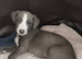 Beautiful KC Blue Whippet Puppies