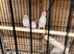 zebra finch