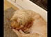 Cockapoo female