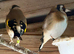 Goldfinch