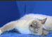 Ragdoll Female