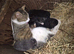 Kittens for sale