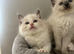 AMAZING QUALITY PEDIGREE RAGDOLL KITTENS