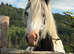 Beautiful cob gelding for sale