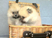 Pomeranian puppies KC registered for sale