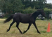 Friesian X Appaloosa filly