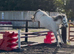 Stunning welsh gelding.