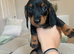 BEAUTIFUL MINIATURE DACHSHUNDS