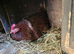 Eggs  laying hens available