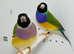 Beautiful pair of Gouldian finches