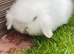 Female mini lion lop