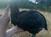 Ayami cemani cockerel