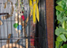 3 male kakarikis