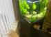 Fish tank tropical