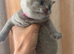 BRITISH SHORT HAIR KITTENS