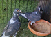 Racing pigeons