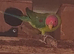 Beautiful male plumhead