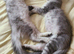 Pedigree maine coon boys