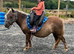 Kids Silver Dapple Shetland Mare Standard Size