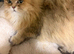 Stunning Golden Shaded Persian KittenTeddy Bear