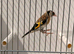 proven BBC Goldfinch pair