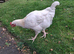 Sussex cockerel