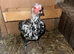 Game Birds 2 Breeder female top quality hens
