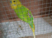 Budgies for sale