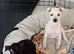 Italian Greyhound Puppies