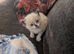 Pedigree ragdoll female