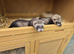 Jill ferret