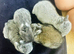 ***Quality*** Netherland Dwarf Bunnies