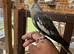 Tamed young cockatiels
