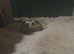 Full set up of two tortoise!