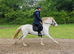 Dartmoor x appaloosa mare