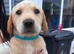 Labrador puppy's