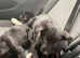 huskador puppies