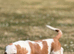 Quality KC REG. Basset pup