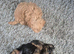 Yorkiepoo puppies