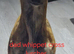 Bull x whippet puppies