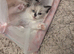 Ragdoll kitten for sale